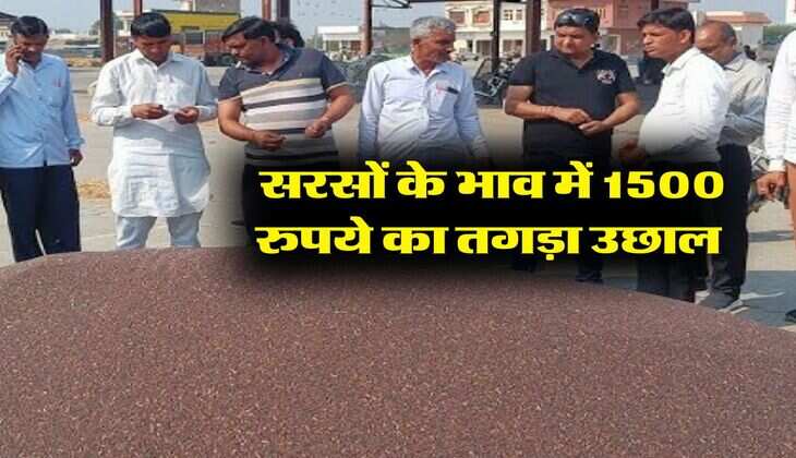 sarso ka bhav 22 july : सरसों के भाव में 1500 रुपये का तगड़ा उछाल