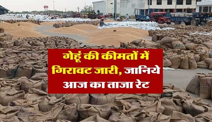 gehu ka bhav : गेहूं की कीमतों में गिरावट जारी, जानिये आज का ताजा रेट