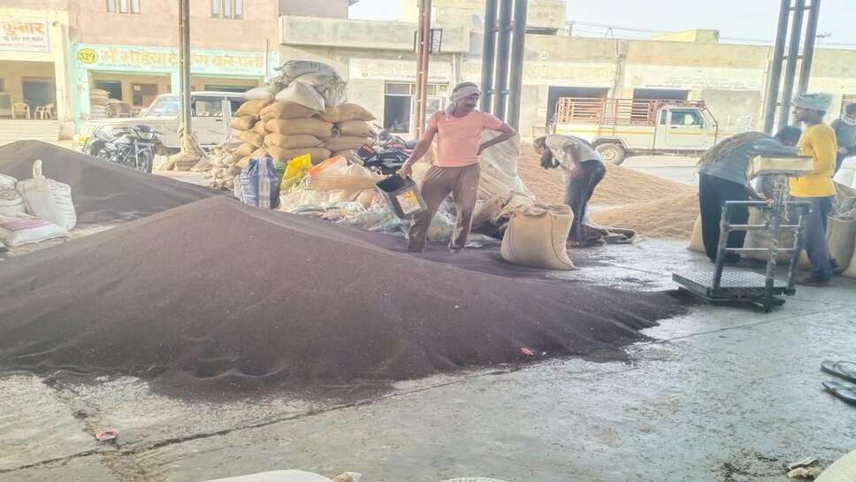 Mustard mandi bhav: राजस्थान की मंडियों में उछले सरसों के रेट, 6 महीने में 78.5 लाख टन आवक