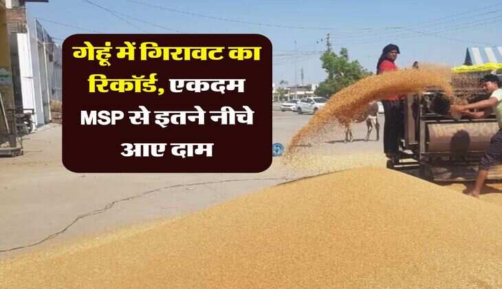 Wheat Rate Down : गेहूं में गिरावट का रिकॉर्ड, एकदम MSP से इतने नीचे आए दाम