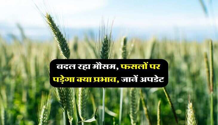 Agriculture News : बदल रहा मौसम, फसलों पर पड़ेगा क्या प्रभाव, जानें अपडेट