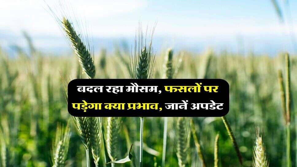Agriculture News : बदल रहा मौसम, फसलों पर पड़ेगा क्या प्रभाव, जानें अपडेट