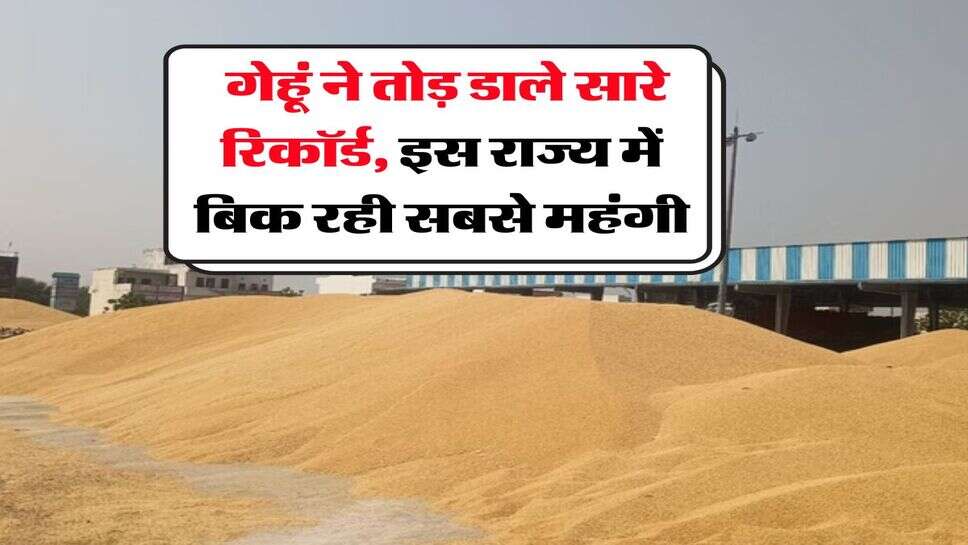 Wheat Rate : गेहूं ने तोड़ डाले सारे रिकॉर्ड, इस राज्य में बिक रही सबसे महंगी