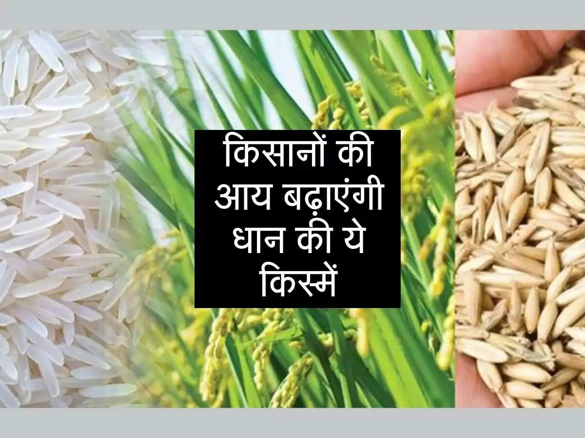 किसानों की आय बढ़ाएंगी धान की ये किस्में