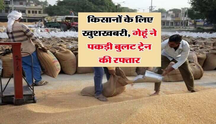 Gehu Bhav : किसानों के लिए खुशखबरी, गेहूं ने पकड़ी बुलट ट्रेन की रफ्तार