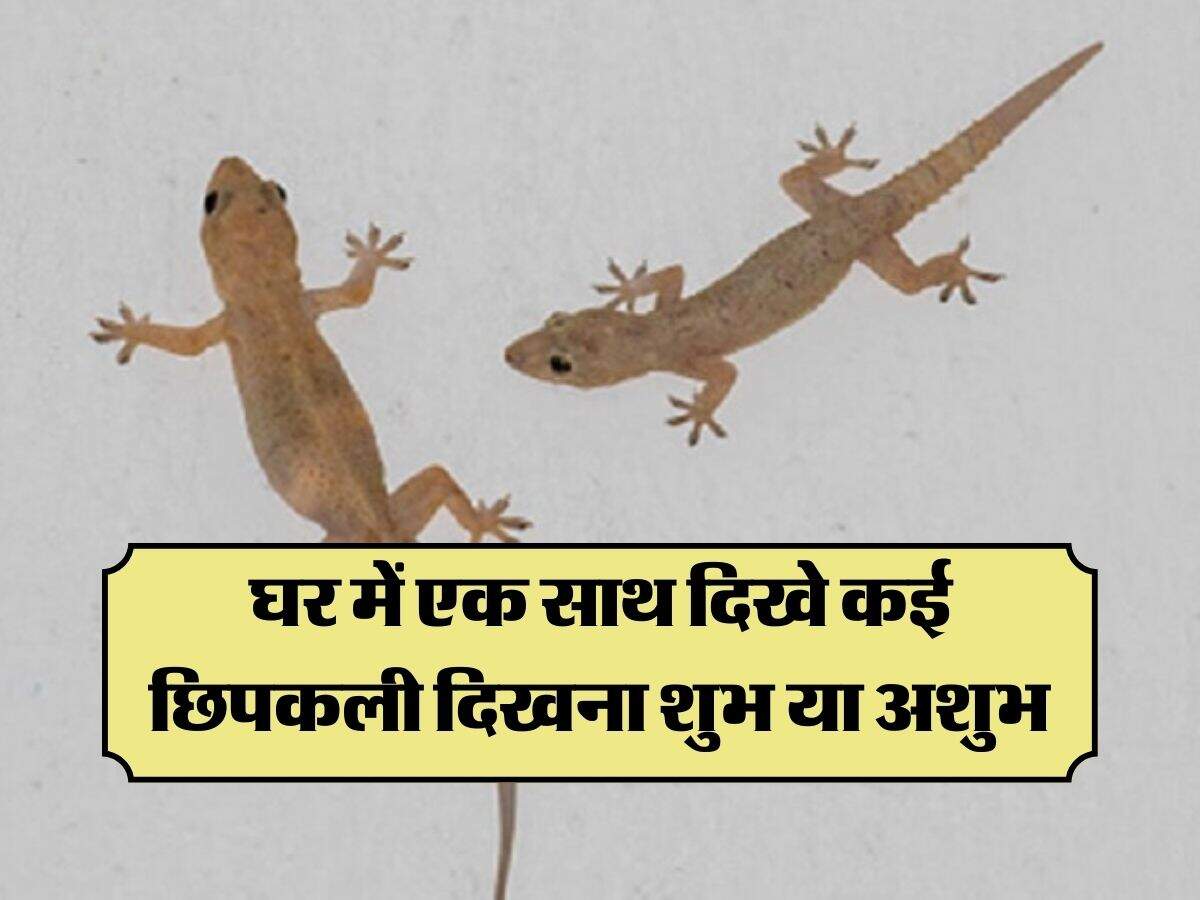 Lizard: घर में एक साथ दिखे कई छिपकली दिखना शुभ या अशुभ, जानिए वास्तु दोष्