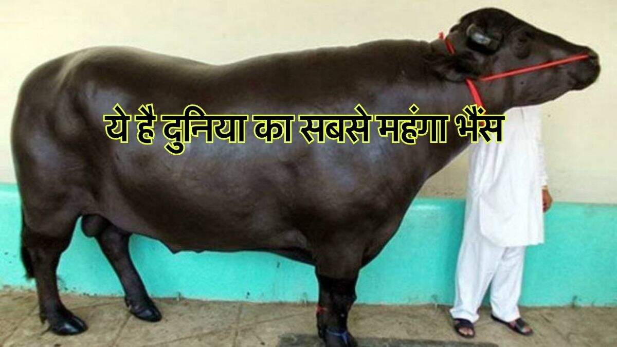 Most Expensive Buffalo : ये है दुनिया का सबसे महंगा भैंस, कीमत 81 करोड़ रुपये