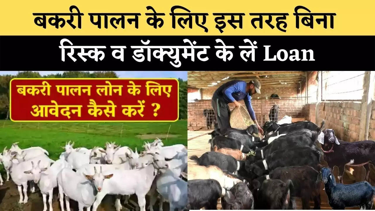 Goat Farming Loan : बकरी पालन के लिए इस तरह बिना रिस्क व डॉक्युमेंट के लें Loan