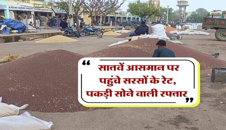 sarso rate today : सातवें आसमान पर पहुंचे सरसों के रेट, पकड़ी सोने वाली रफ्तार 