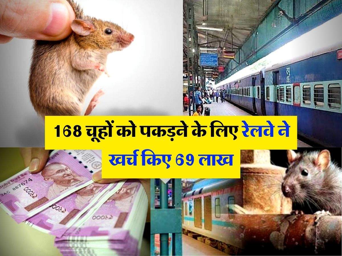 Ajab-Gajab : 168 चूहों को पकड़ने के लिए रेलवे ने खर्च किए 69 लाख