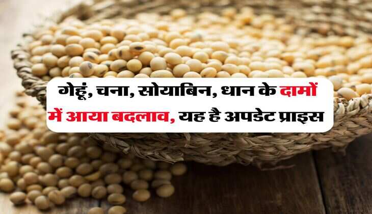 Kota Mandi Bhav : गेहूं, चना, सोयाबिन, धान के दामों में आया बदलाव, यह है अपडेट प्राइस