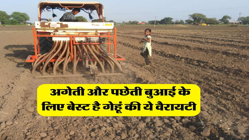 अगेती और पछेती बुआई के लिए बेस्ट है गेहूं की ये वैरायटी&nbsp;