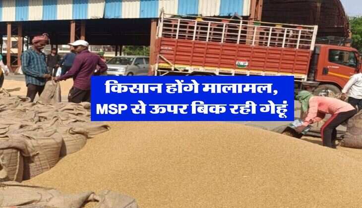 Wheat Price : किसान होंगे मालामल, MSP से ऊपर बिक रही गेहूं