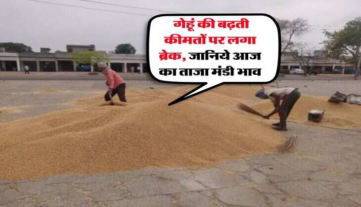 Gehu Mandi Bhav : गेहूं की बढ़ती कीमतों पर लगा ब्रेक, जानिये आज का ताजा मंडी भाव