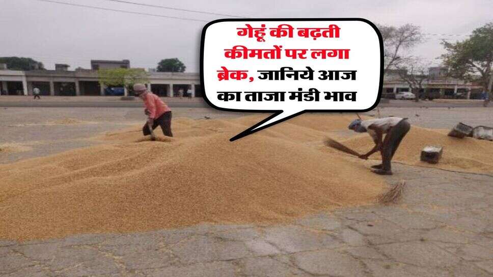 Gehu Mandi Bhav : गेहूं की बढ़ती कीमतों पर लगा ब्रेक, जानिये आज का ताजा मंडी भाव