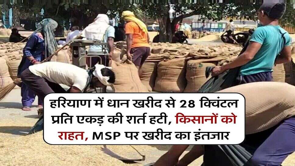 हरियाण में धान खरीद से 28 क्विंटल प्रति एकड़ की शर्त हटी, किसानों को राहत, MSP पर खरीद का इंतजार