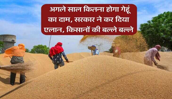 Wheat Price : अगले साल कितना होगा गेहूं का दाम, सरकार ने कर दिया एलान, किसानों की बल्ले बल्ले