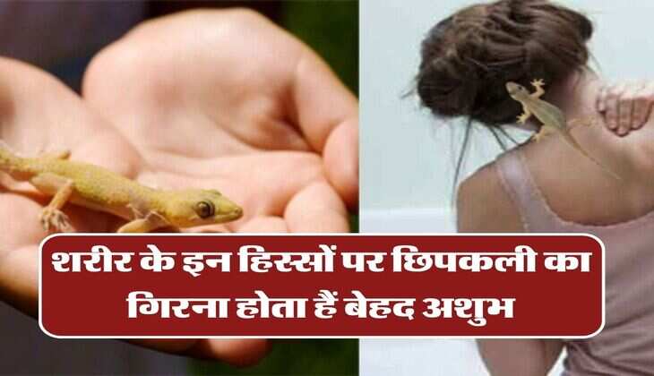 Lizard Falls: शरीर के इन हिस्सों पर छिपकली का गिरना होता हैं बेहद अशुभ, जीवन में आ जाती हैं आर्थिक तंगी