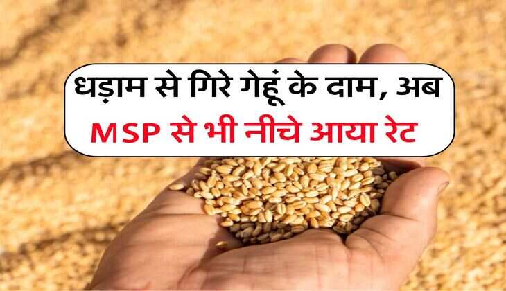 Wheat Rate Down : धड़ाम से गिरे गेहूं के दाम, अब MSP से भी नीचे आया रेट