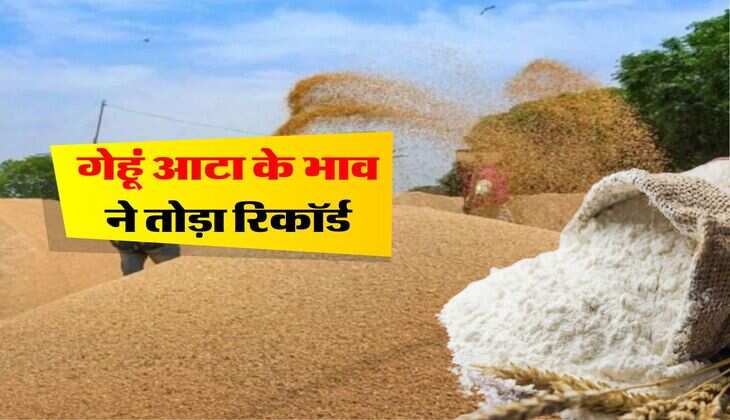 wheat price hike : गेहूं के भाव में 24 फिसदी से ज्यादा का इजाफा, आटे के भाव ने तोड़ा रिकॉर्ड