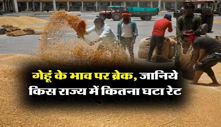 Wheat Rate Down : गेहूं के भाव पर ब्रेक, जानिये किस राज्य में कितना घटा रेट