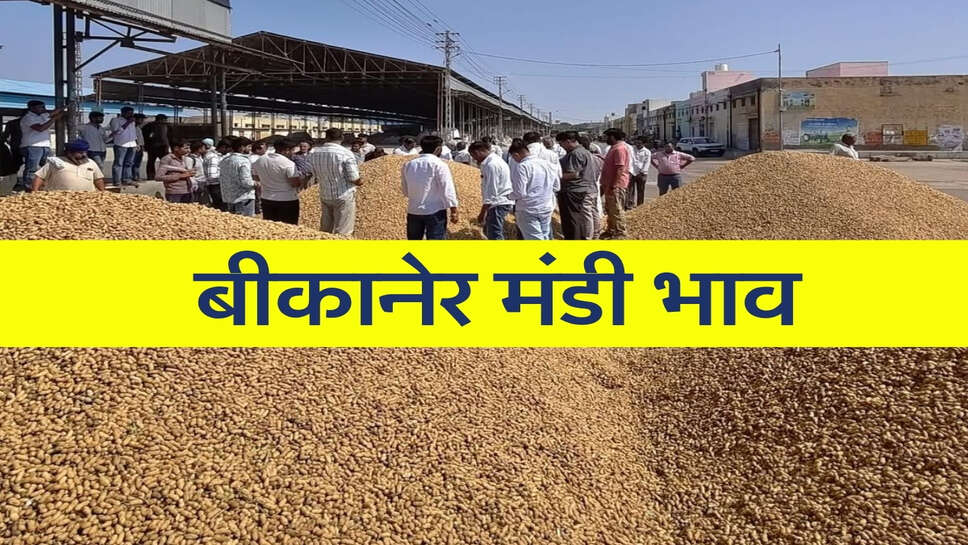 बीकानेर मंडी भाव 23 अक्टूबर 2026: ग्वार और मेथी तेज, सरसों-ईसबगोल समेत कई फसलों में मंदी