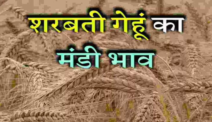 Sharbati Gehu: क्यों है शरबती गेहूं इतना खास, जानें इसकी खेती व विशेषताएं