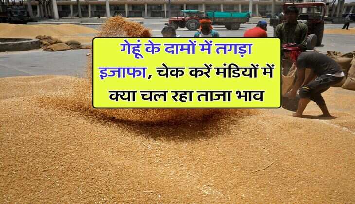 Wheat Rate : गेहूं के दामों में तगड़ा इजाफा, चेक करें मंडियों में क्या चल रहा ताजा भाव