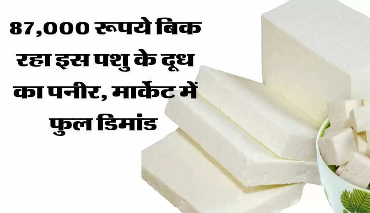 87,000 रूपये बिक रहा इस पशु के दूध का पनीर, मार्केट में फुल डिमांड 