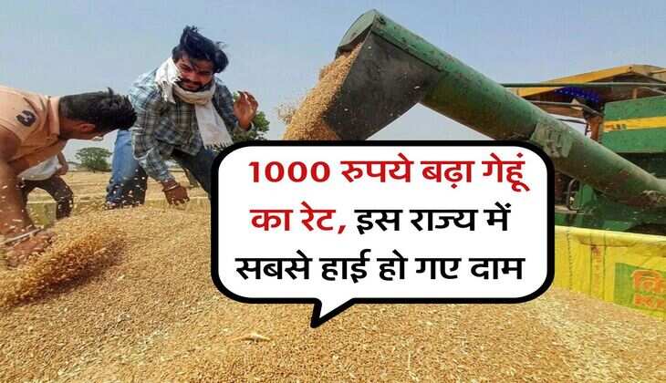 Wheat Rate 16 july : 1000 रुपये बढ़ा गेहूं का रेट, इस राज्य में सबसे हाई हो गए दाम