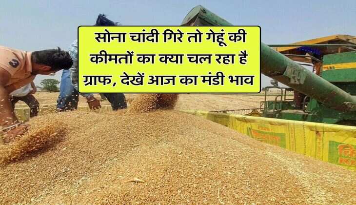 Mandi Bhav : सोना चांदी गिरे तो गेहूं की कीमतों का क्या चल रहा है ग्राफ, देखें आज का मंडी भाव