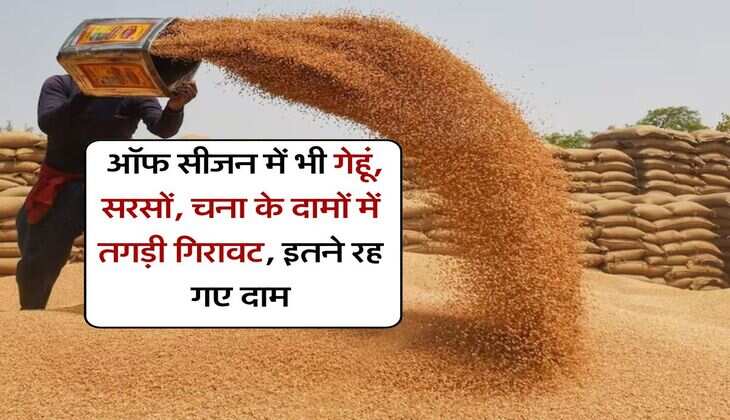 Mandi Bhav : ऑफ सीजन में भी गेहूं, सरसों, चना के दामों में तगड़ी गिरावट, इतने रह गए दाम