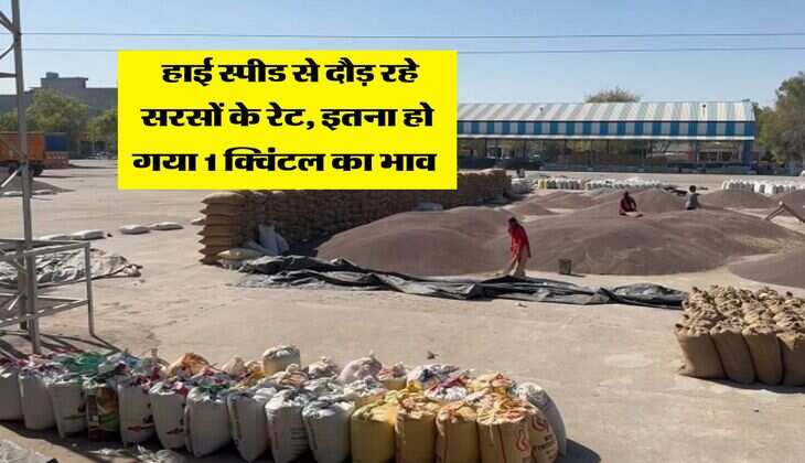 Sarso Rate Today : हाई स्पीड से दौड़ रहे सरसों के रेट, इतना हो गया 1 क्विंटल का भाव 