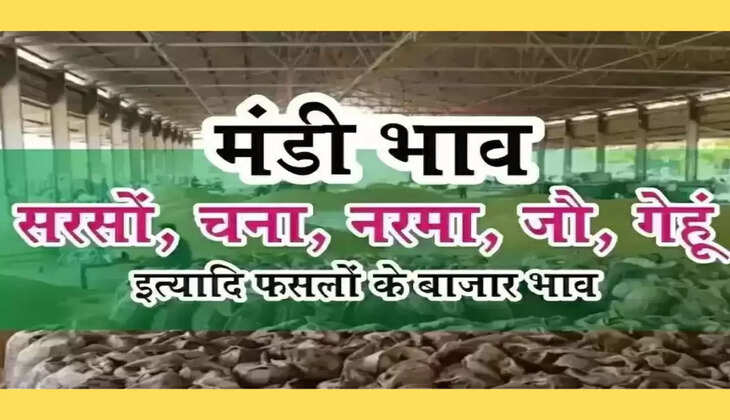 Sarso Mandi Bhav Report: घटते बढ़ते भाव सरसों में अब आगे क्या ? फटाफट जानिए मंडी के ताजा भाव