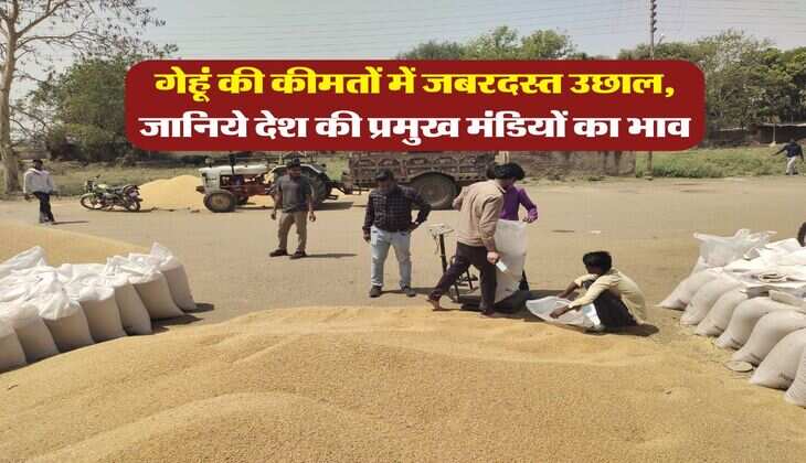 Gehu Ka Bhav 28 feb : गेहूं की कीमतों में जबरदस्त उछाल, जानिये देश की प्रमुख मंडियों का भाव