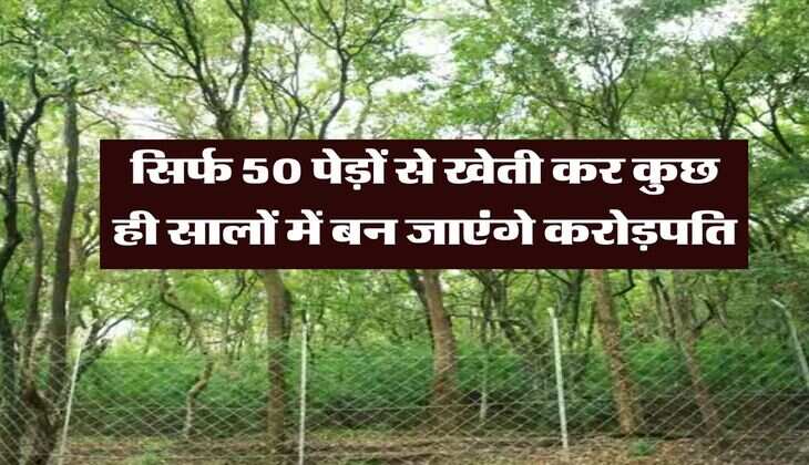 Tree Farming : सिर्फ 50 पेड़ों से खेती कर कुछ ही सालों में बन जाएंगे करोड़पति, जानिये पूरा प्रोसेस&nbsp;