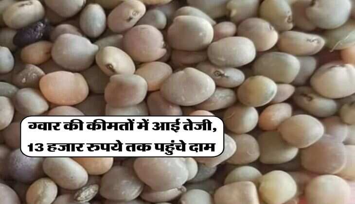 Guar Bhav Today : ग्वार की कीमतों में आई तेजी, 13 हजार रुपये तक पहुंचे दाम