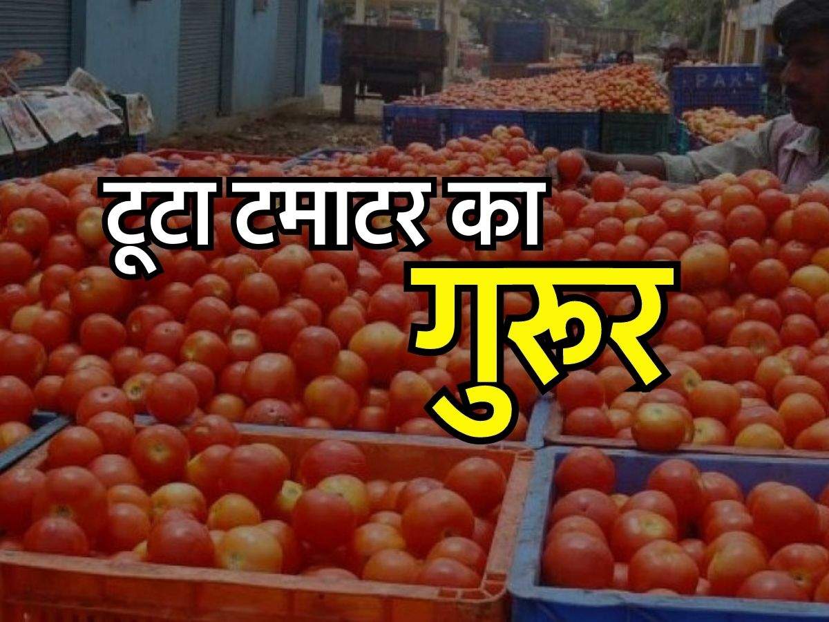 Tomato Price Today : सातवें आसमान से धड़ाम गिरे टमाटर के रेट, अब मिलेंगे इतने रुपये किलो