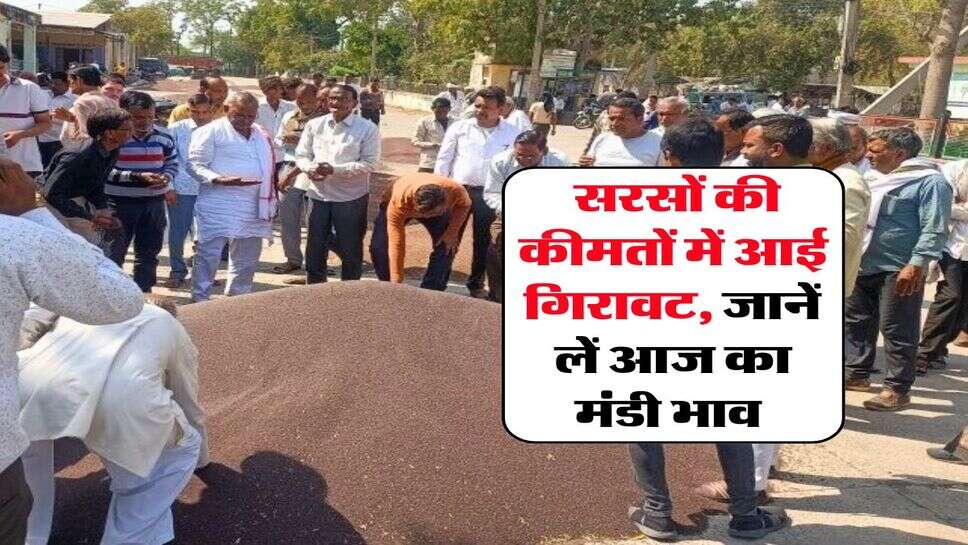 Sarso Rate : सरसों की कीमतों में आई गिरावट, जानें लें आज का मंडी भाव&nbsp;
