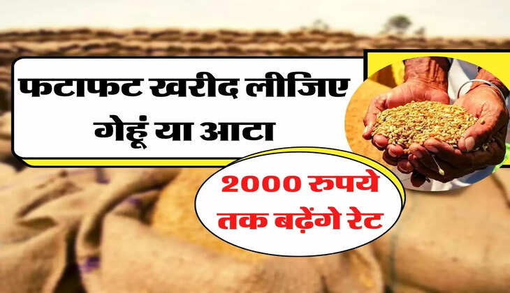 Wheat Price Hike - फटाफट खरीद लीजिए गेहूं या आटा, 2000 रुपये तक बढ़ेंगे रेट