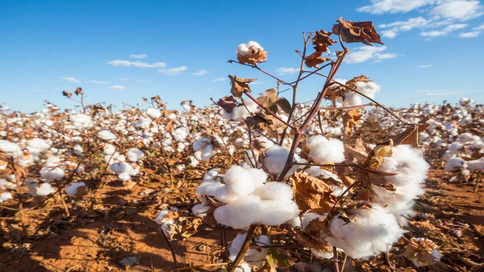 Cotton Mandi bhav: नरमा भाव में आज फिर मजबूती, कई मंडियों में 8500 के पार रहे भाव