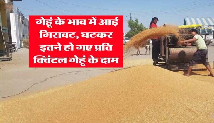 Gehu Ka Bhav : गेहूं के भाव में आई गिरावट, घटकर इतने हो गए प्रति क्विंटल गेहूं के दाम