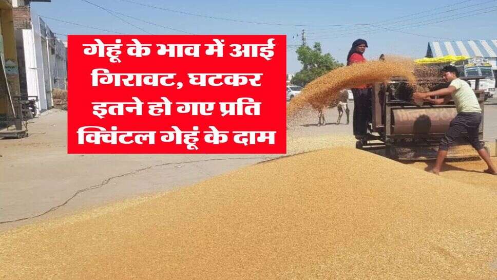 Gehu Ka Bhav : गेहूं के भाव में आई गिरावट, घटकर इतने हो गए प्रति क्विंटल गेहूं के दाम