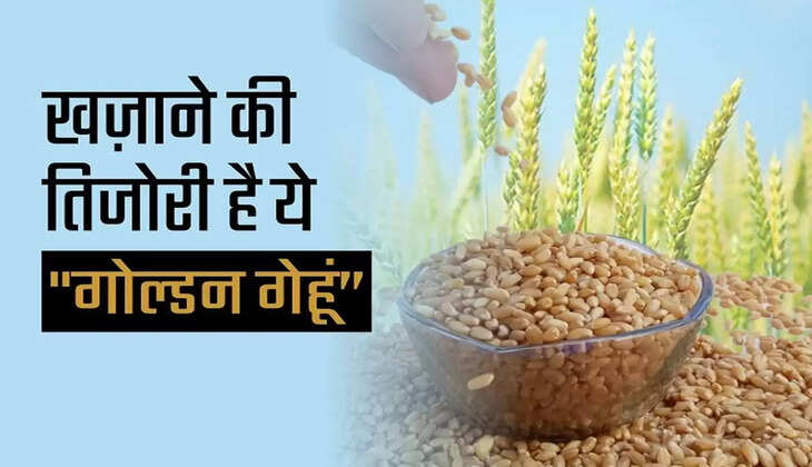 Why is Sharbati wheat so special that it makes you rich, know