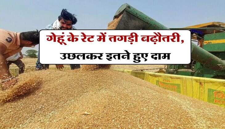 gehu ka bhav 8 august 2025 : गेहूं के रेट में तगड़ी बढ़ौतरी, उछलकर इतने हुए दाम