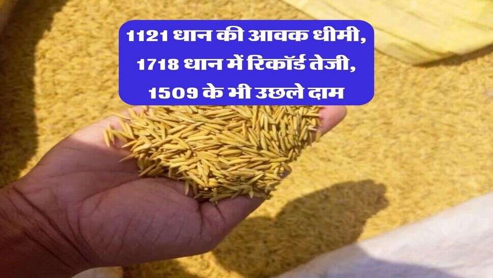 1121 Dhan Price Today : 1121 धान की आवक धीमी, 1718 धान में रिकॉर्ड तेजी, 1509 के भी उछले दाम