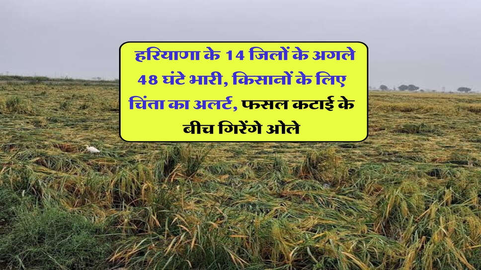 IMD Weather Haryana : हरियाणा के 14 जिलों के अगले 48 घंटे भारी, किसानों के लिए चिंता का अलर्ट, फसल कटाई के बीच गिरेंगे ओले