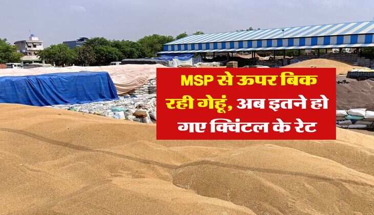 Wheat Rate : MSP से ऊपर बिक रही गेहूं, अब इतने हो गए क्विंटल के रेट