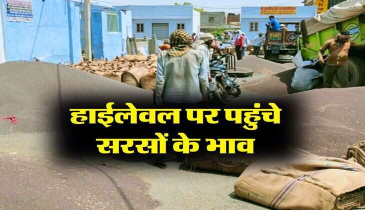 sarso ka bhav : हाईलेवल पर पहुंचे सरसों के भाव