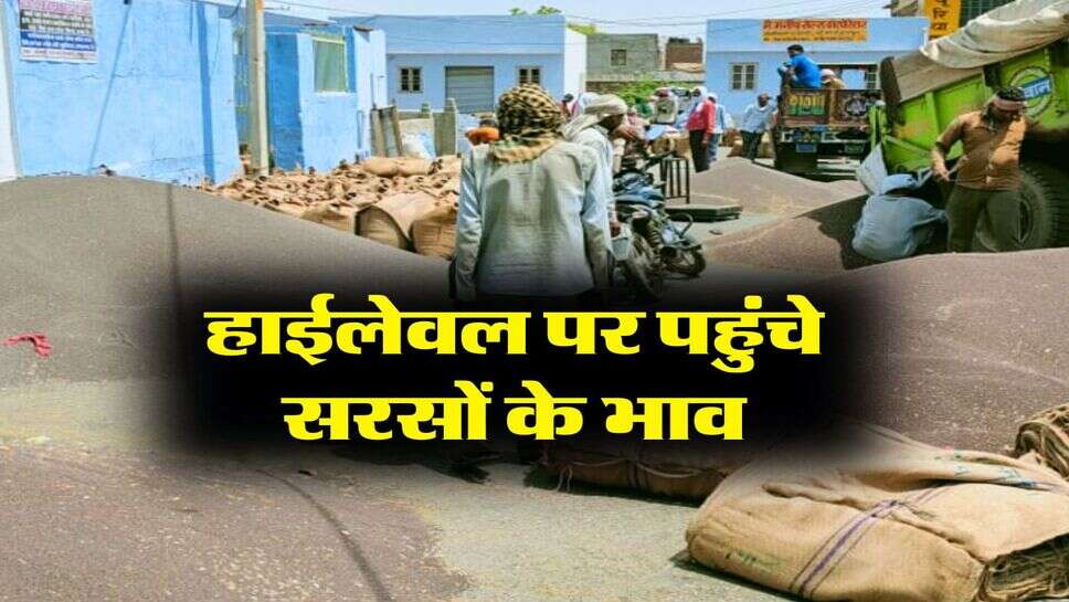 sarso ka bhav : हाईलेवल पर पहुंचे सरसों के भाव